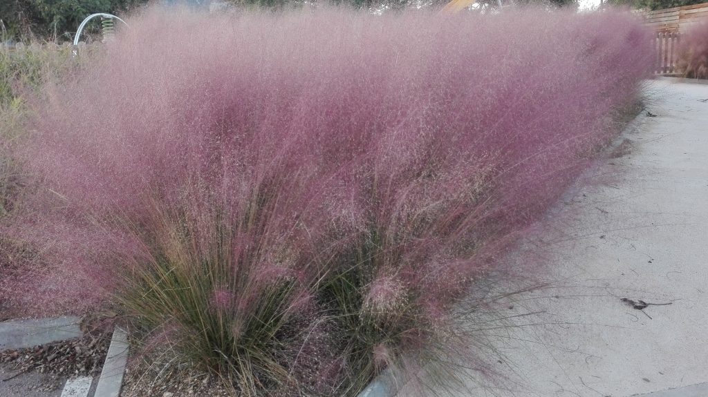 Muhlenbergia capillaris | Pépinière Passiflore
