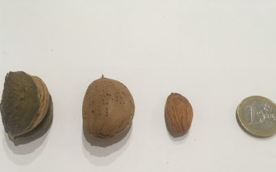 Marcona