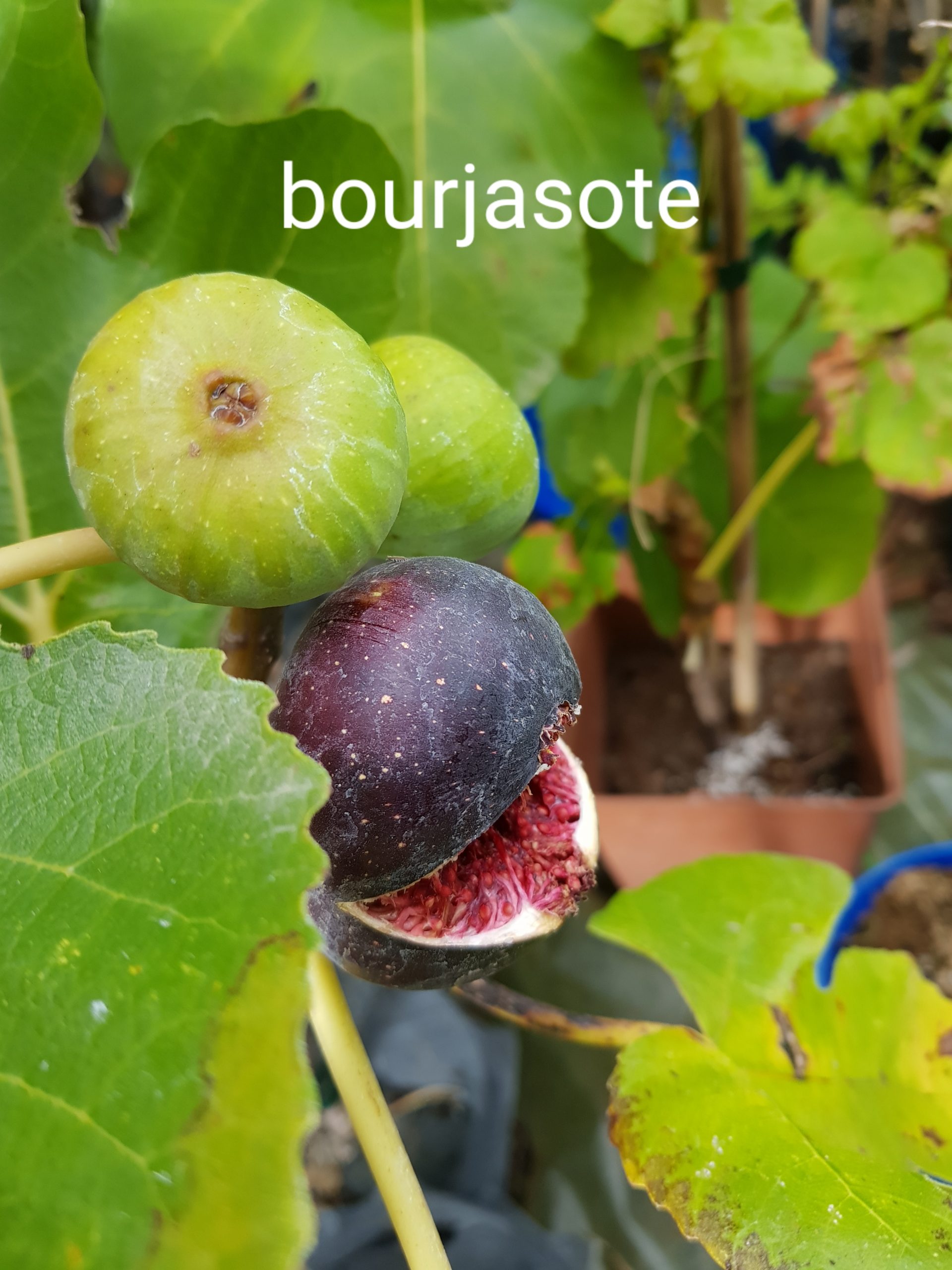Bourjasotte   