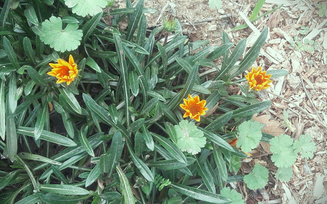 Gazanie rupestre (Gazania rupestris)