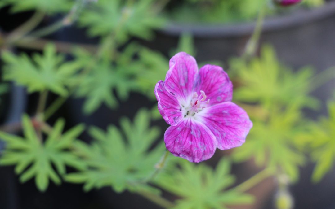 Géranium vivace sanguin (geranium sanguineum)