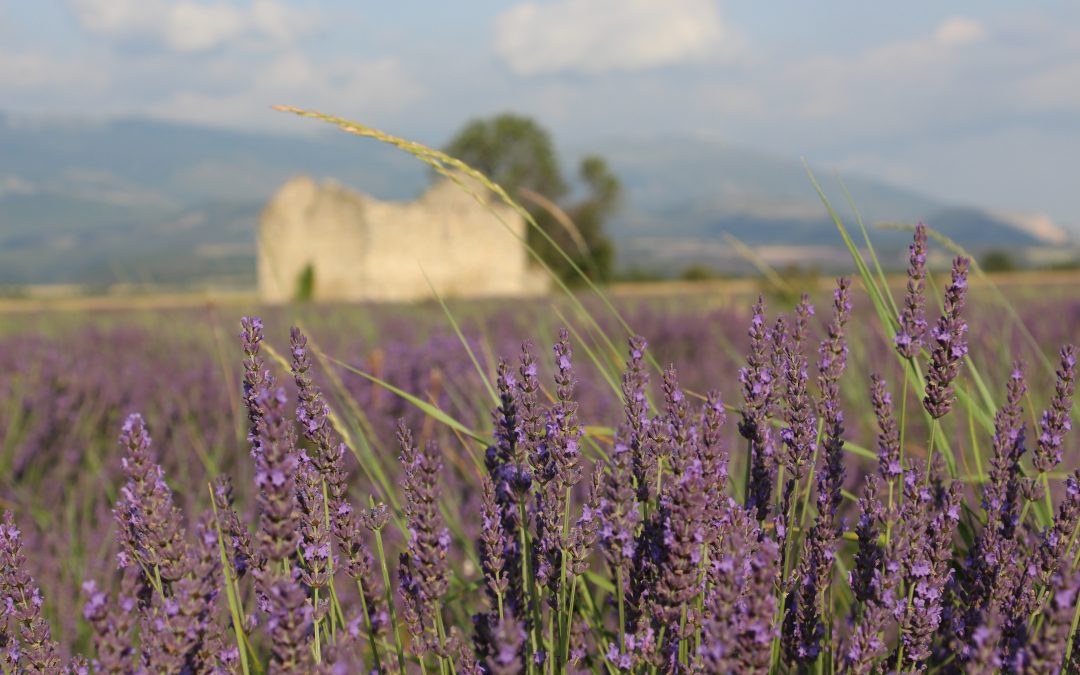 Lavandin (Lavandula angustifolia) ‘Grosso’