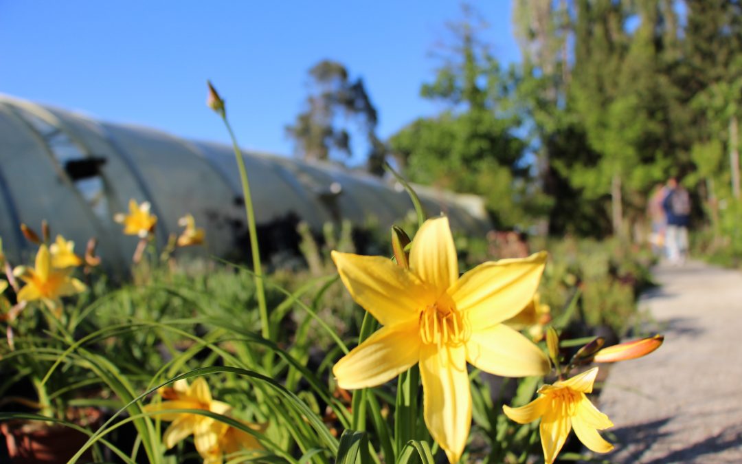 Hémérocalle &lsquo;Stella di oro&rsquo; (Hemerocallis « Stella di oro »)