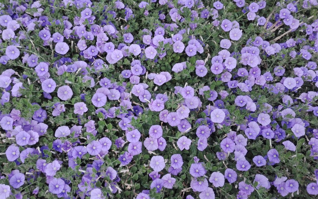 Liseron bleu de Mauritanie (convolvulus mauritanicus)