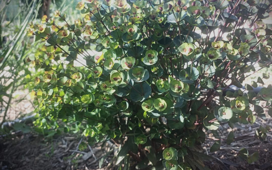 Euphorbe des bois (Euphorbia amygdaloides purpurea)