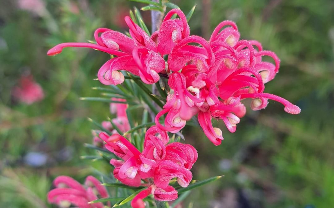 Grevillea Rosmarinifolia Jenkensii