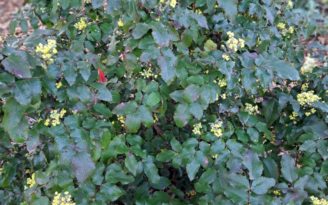 Mahonia à feuilles de houx (Mahonia aquifolium)
