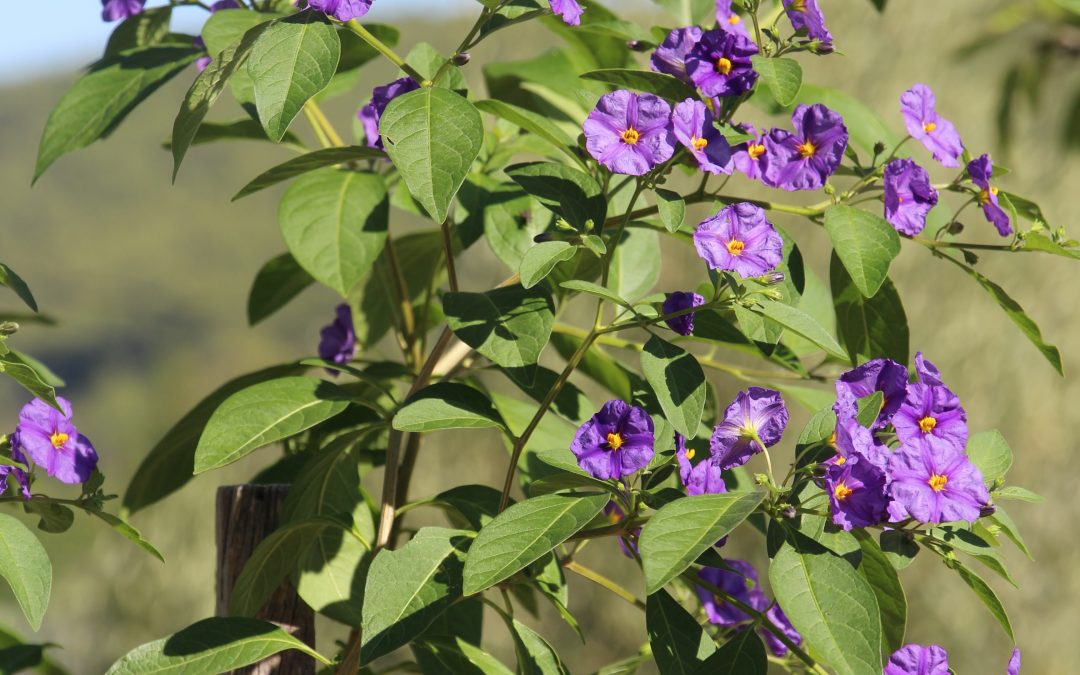 Solanum ‘Rantonetti’ 
