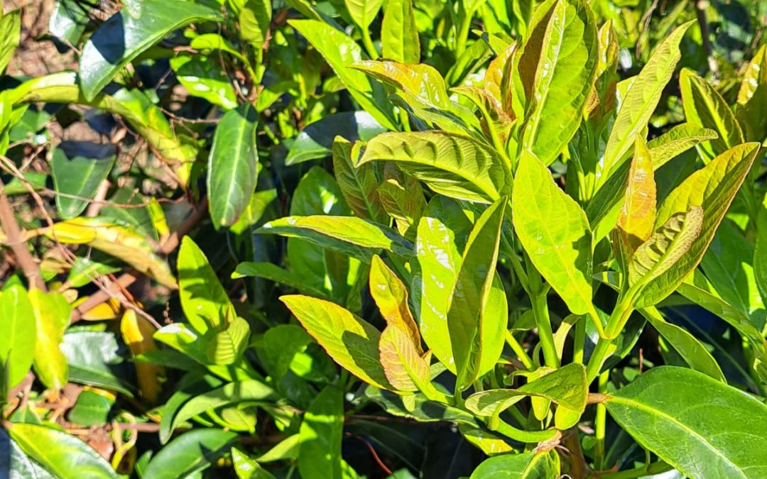 Laurier tin Lucidum (Viburnum odoratissimum lucidum)