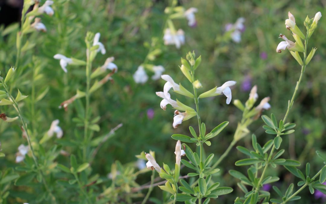 Sauge (salvia greggi) Alba