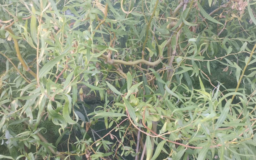 Saule de Pékin tortueux (salix matsudana ‘Tortuosa’)