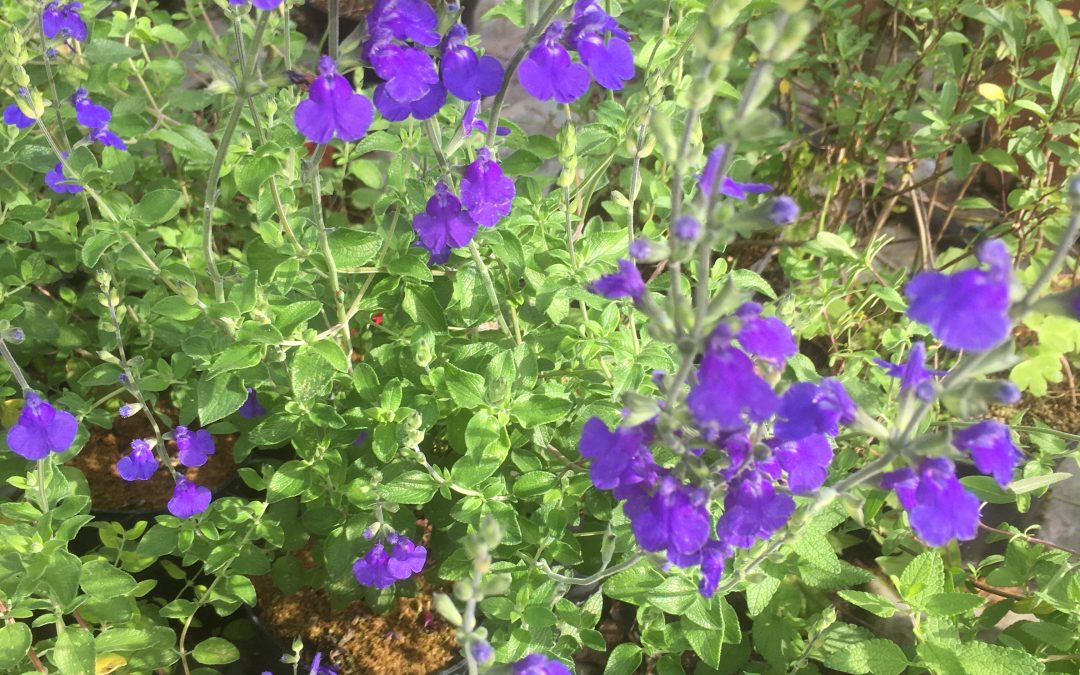 Sauge (salvia) Blue Monrovia®