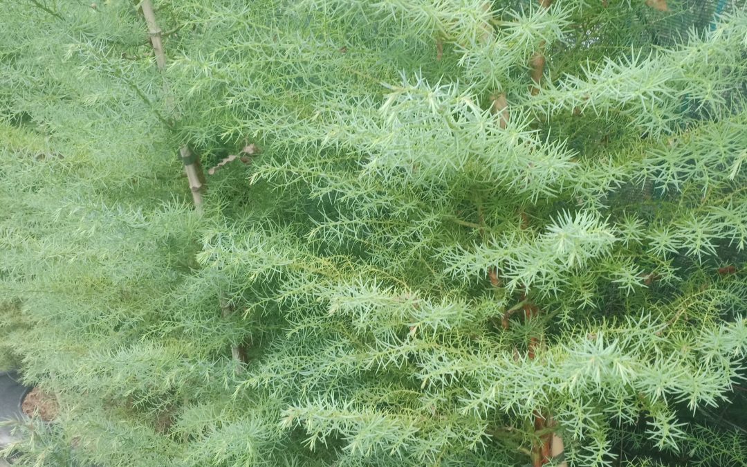 Cèdre du Japon (cryptomeria japonica)