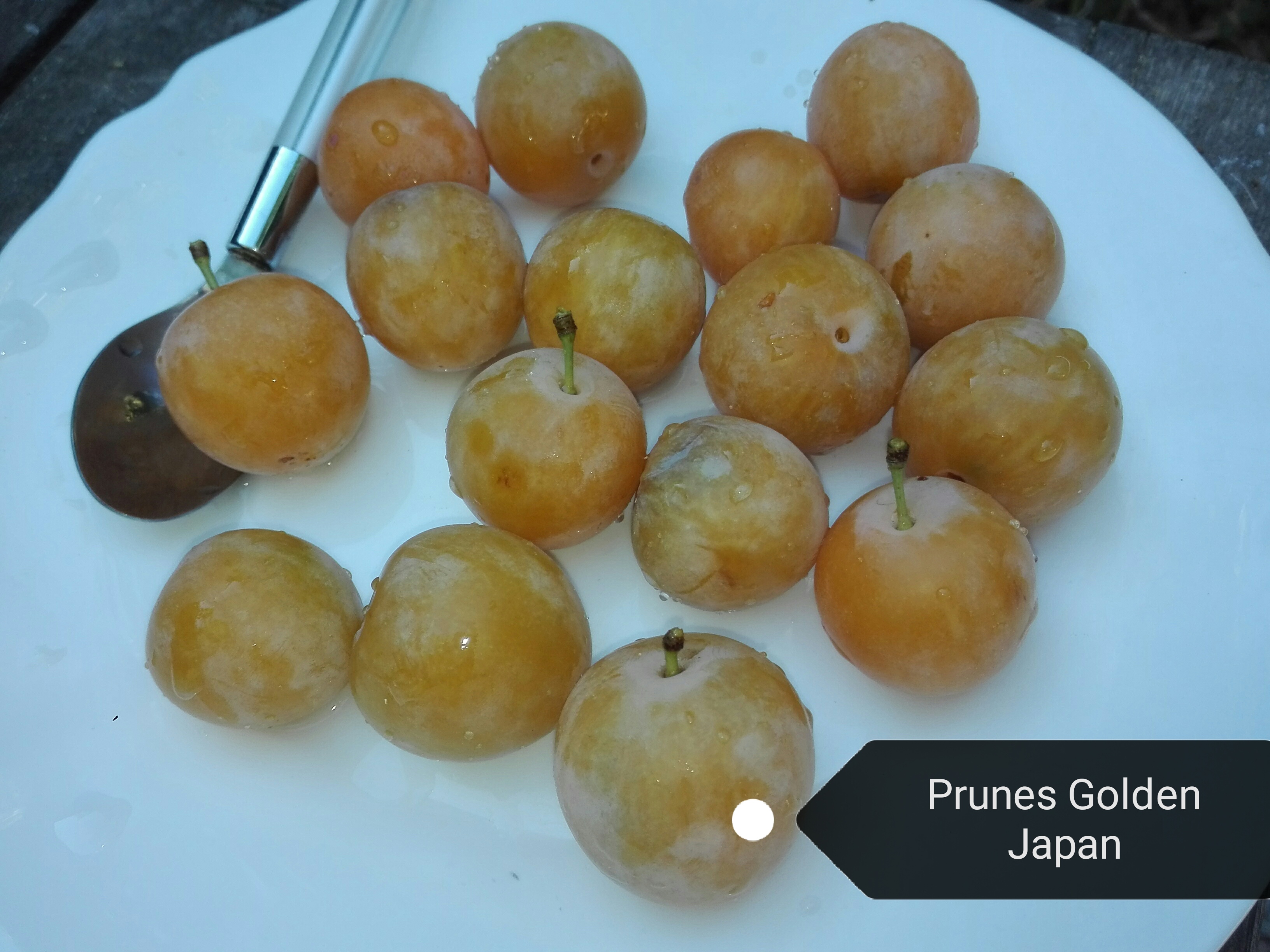 Pruniers