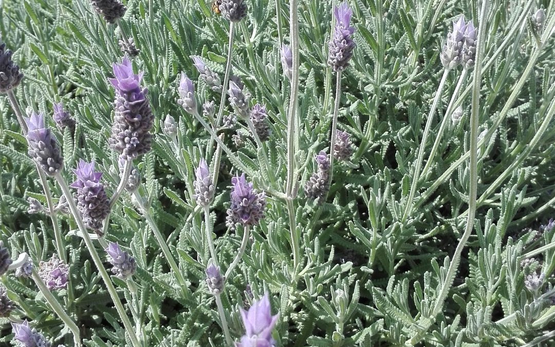 Lavande dentée (Lavandula dentata)