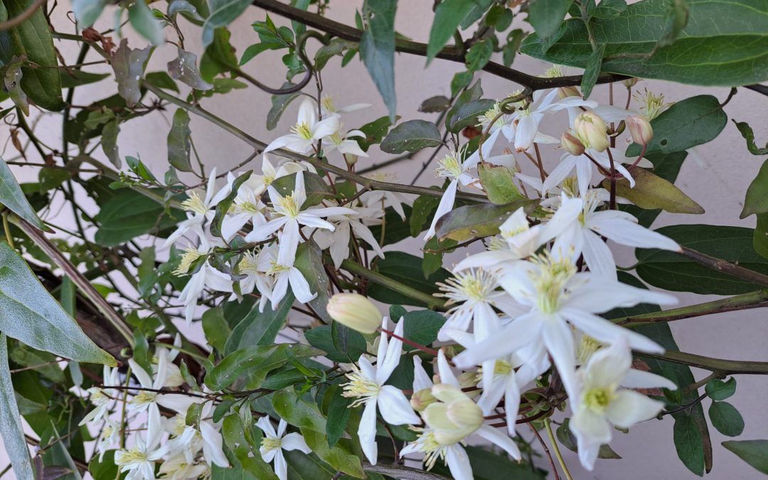 Clematite armandii