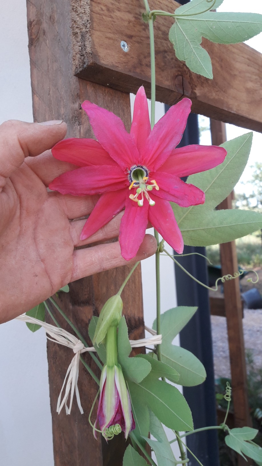 passiflora exoniensis
