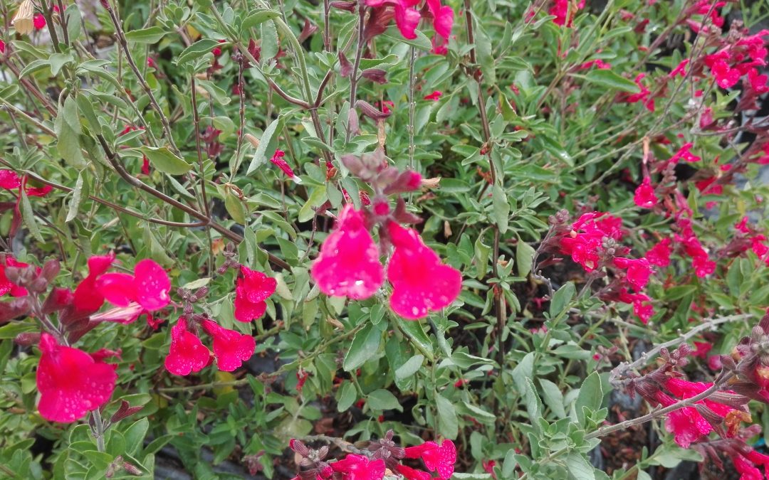 Sauge arbustive (salvia x jamensis) ‘Pluenn’