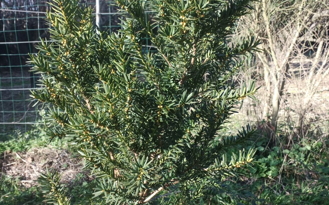 If d&rsquo;Irlande (taxus baccata &lsquo;Fastigiata&rsquo;)