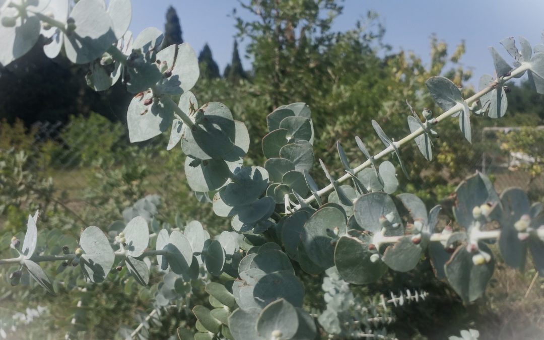 Eucalyptus Gunii
