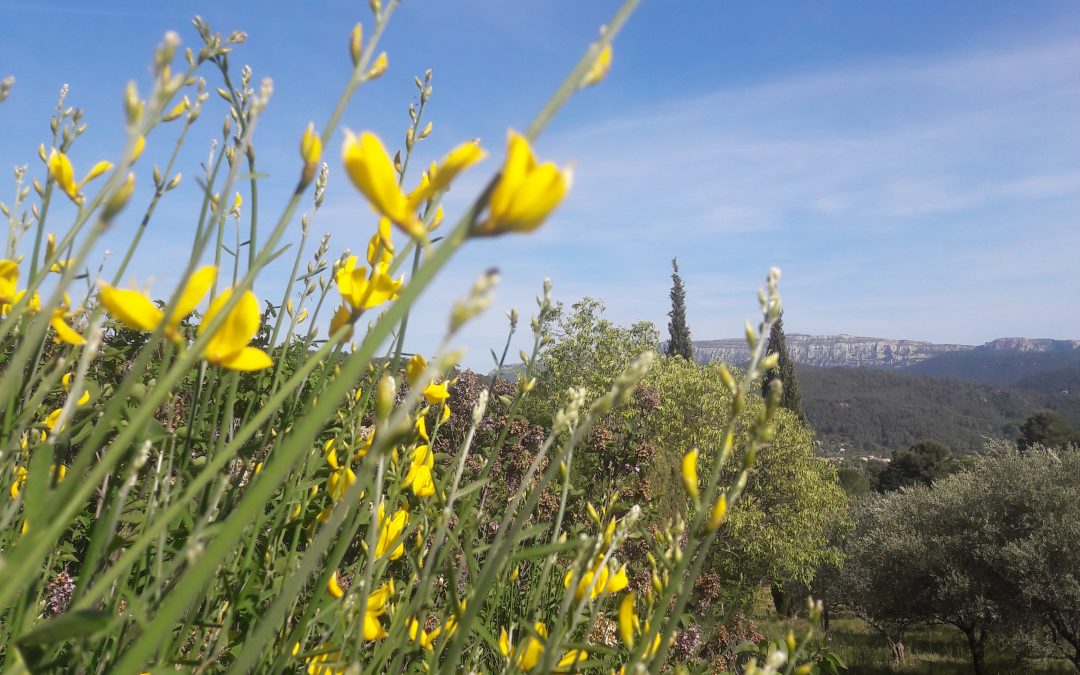 Genêt de Lydie (genista Lydia) 