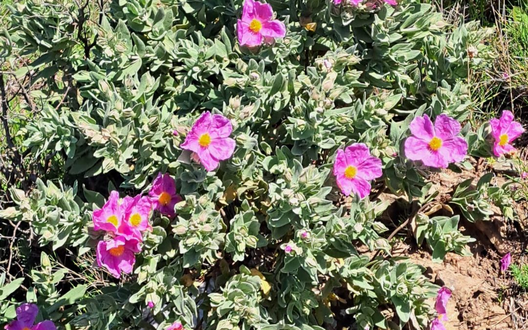 Ciste cotonneux (Cistus albidus)