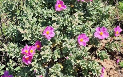 Ciste cotonneux (Cistus albidus)