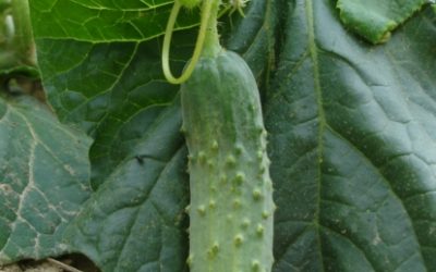 Cornichon Petit Vert de Paris