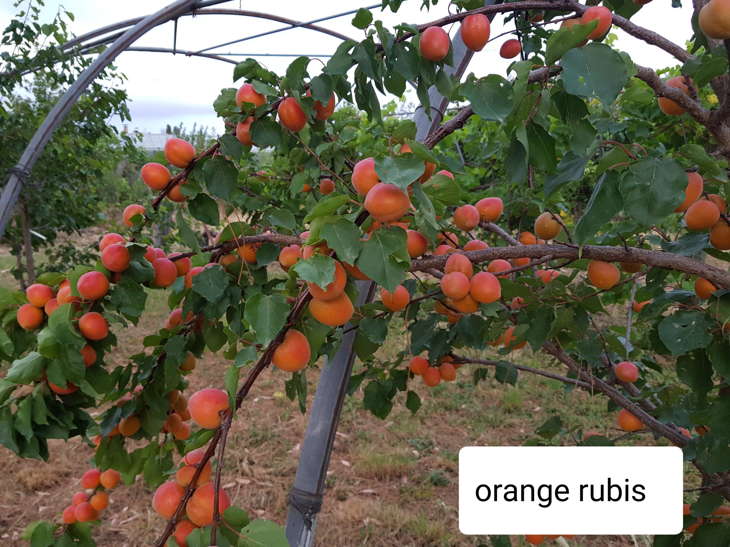 Orange Rubis®