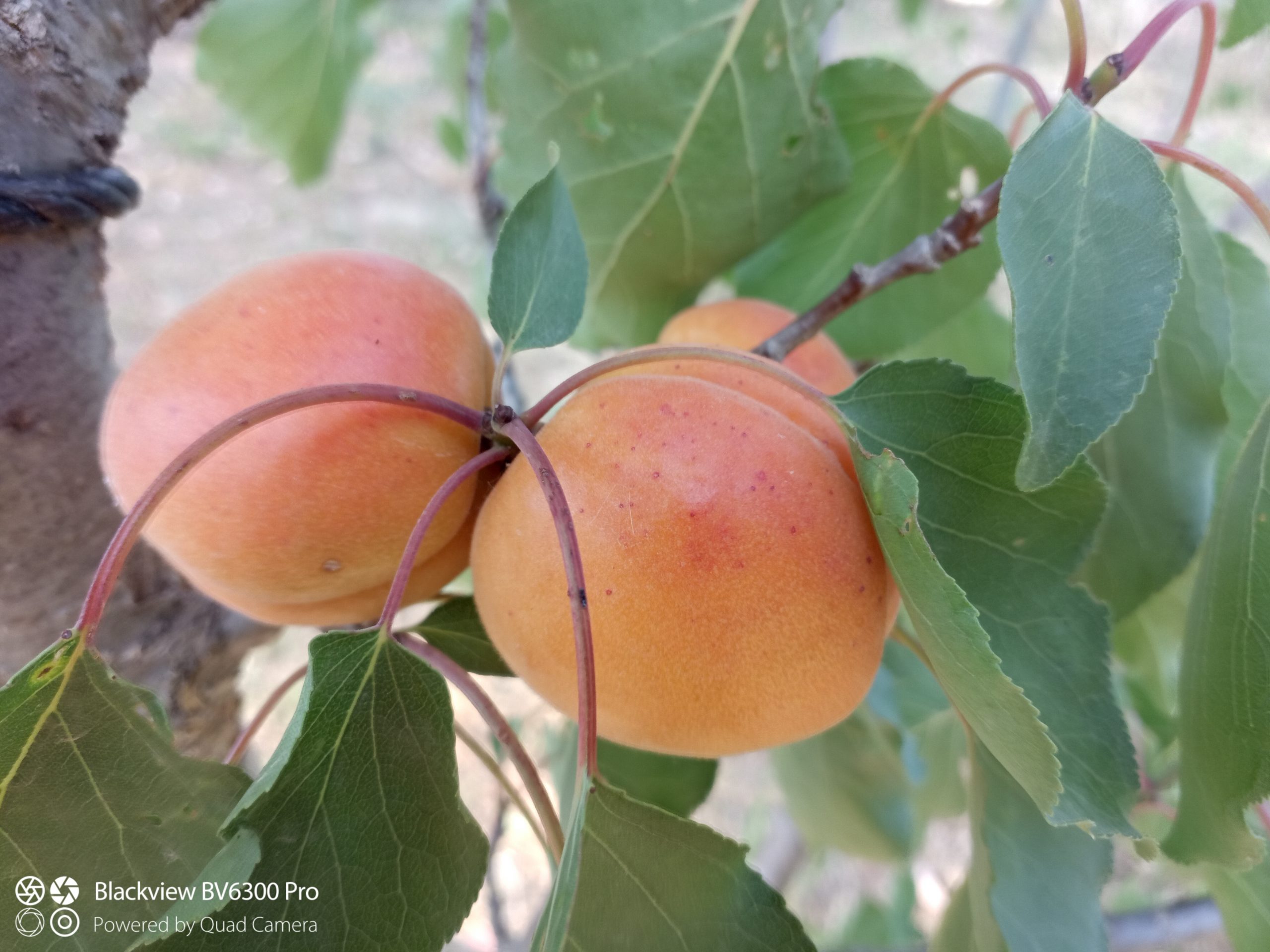 Rouge du Roussillon