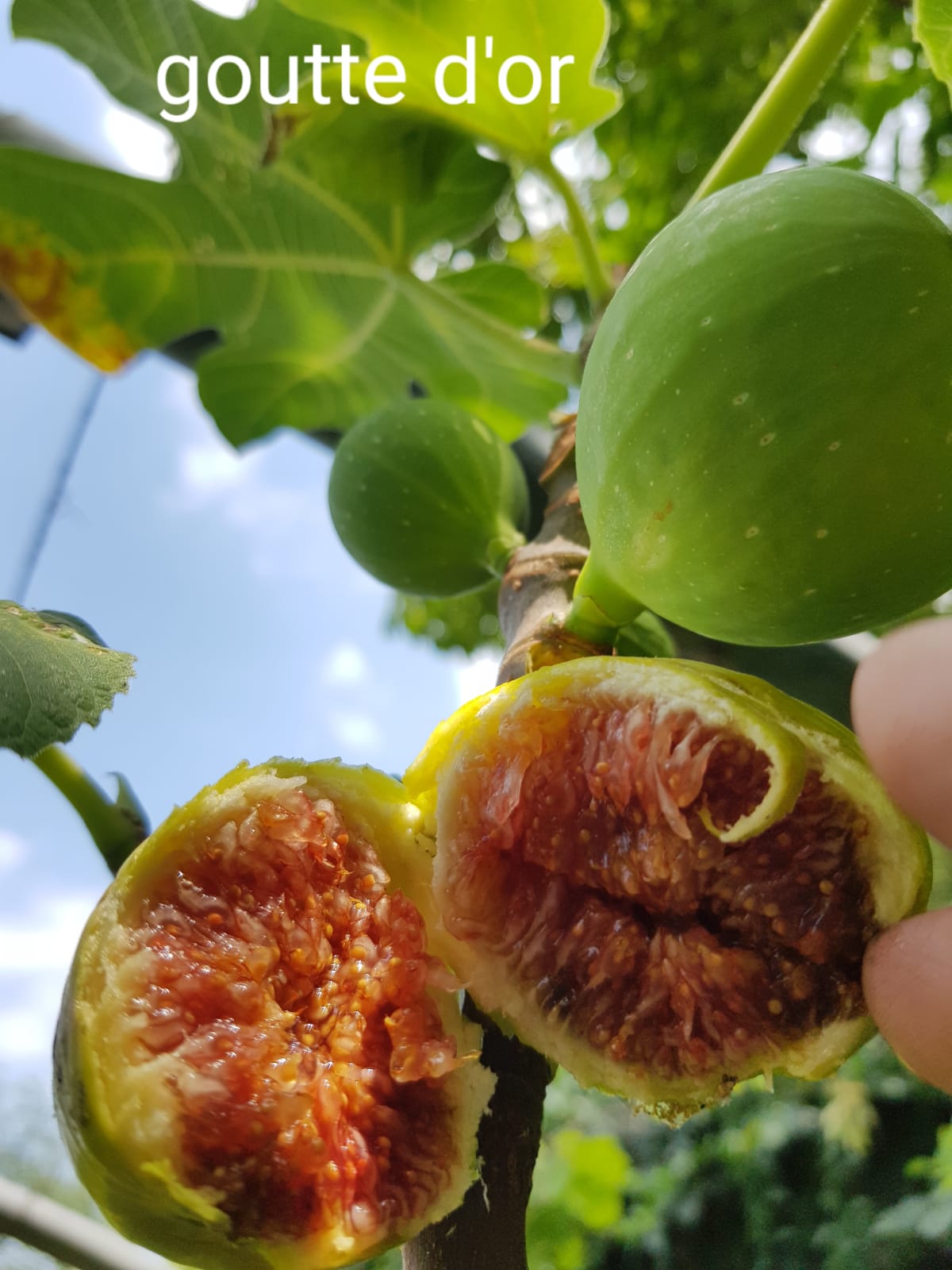 Figue goutte d’or AB
