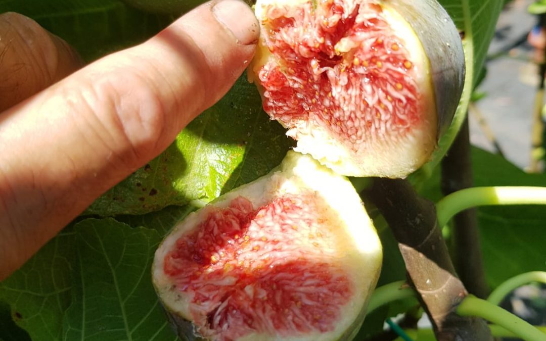 Madeleine des deux saisons