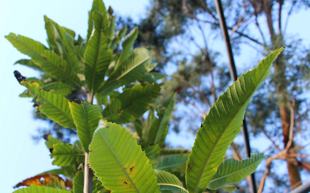 Castanea sativa