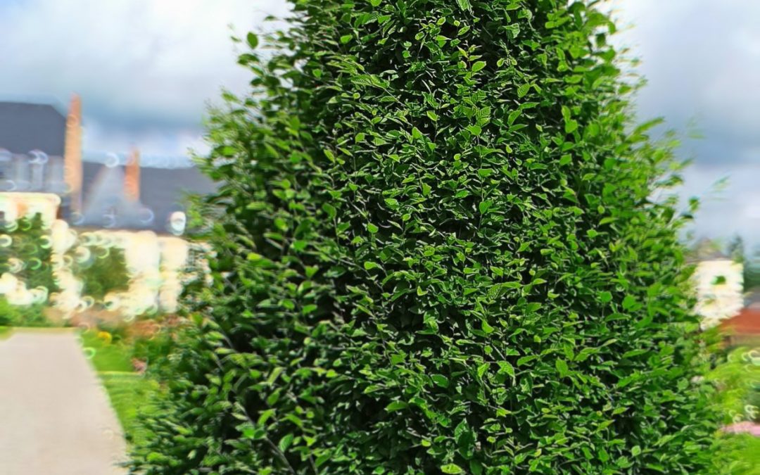 Charme pyramidal (Carpinus betulus fastigiata)