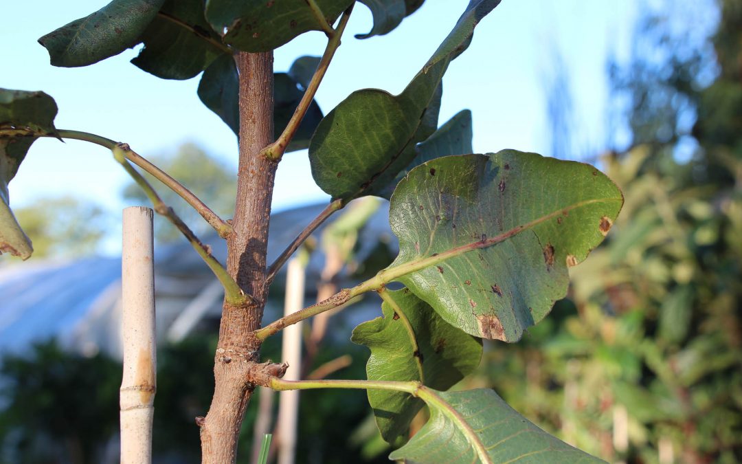 Pistachier (Pistacia Vera)
