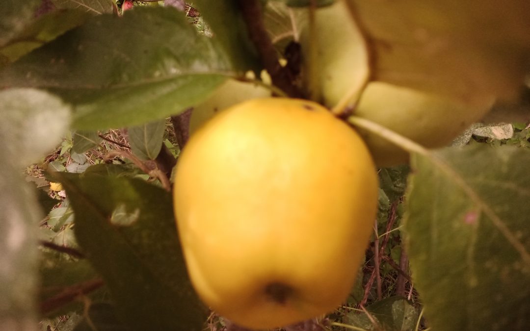 Golden delicious