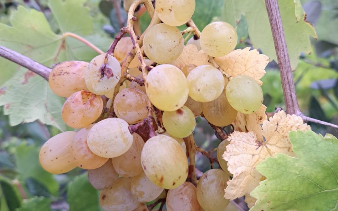 Dattier de Saint-Vallier