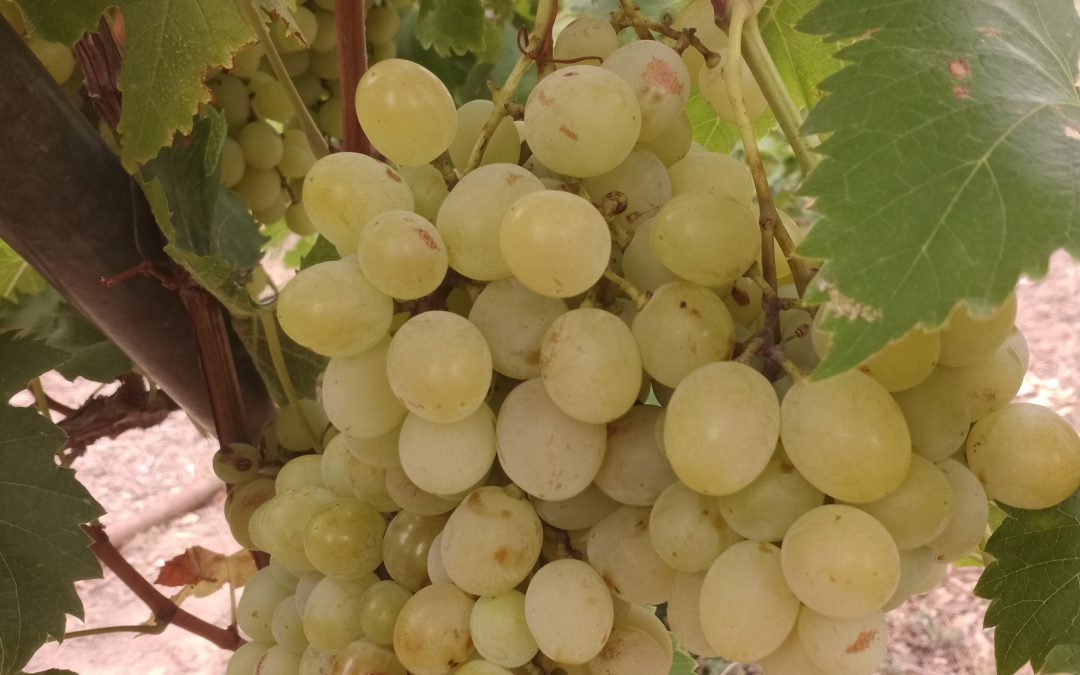 Muscat d&rsquo;Alexandrie