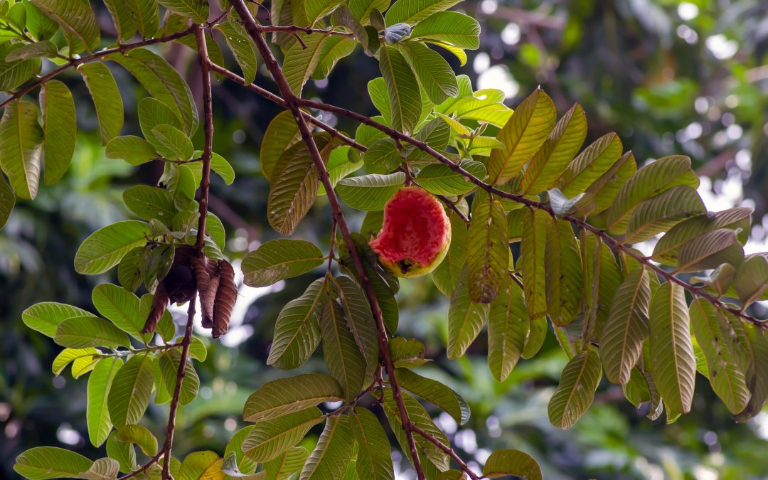 Goyavier rose (Psidium guajava)