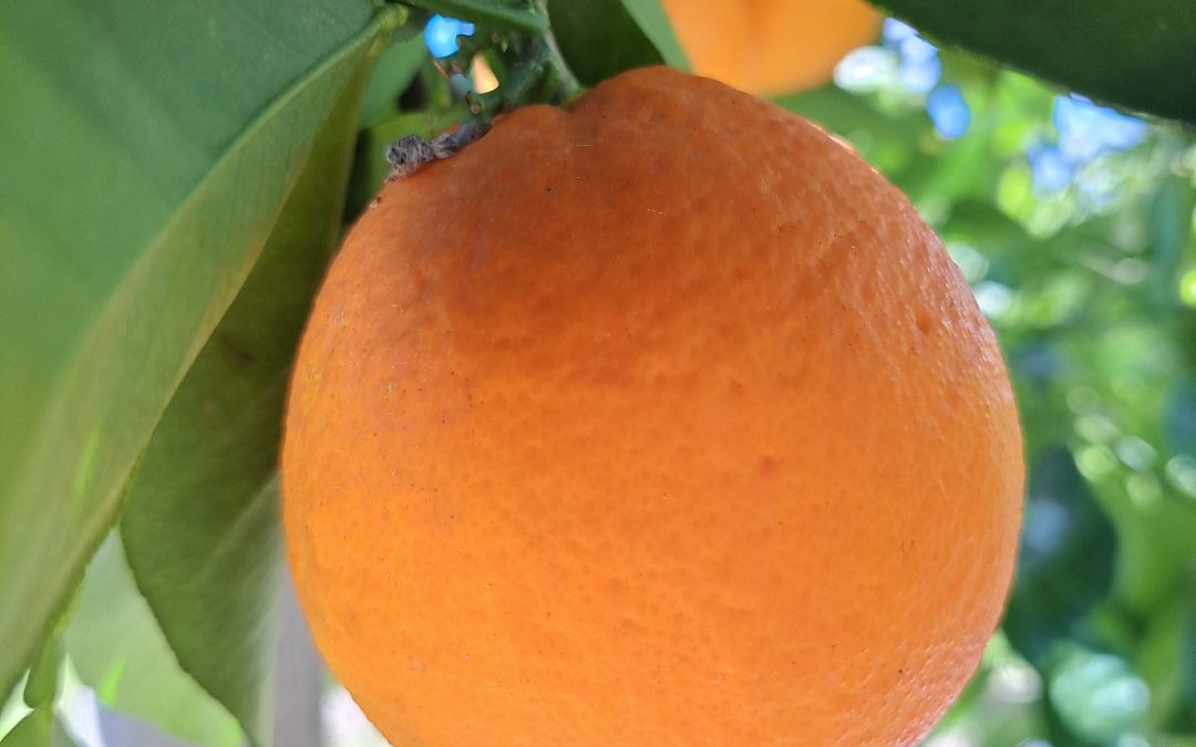 Washington Navel Foyos