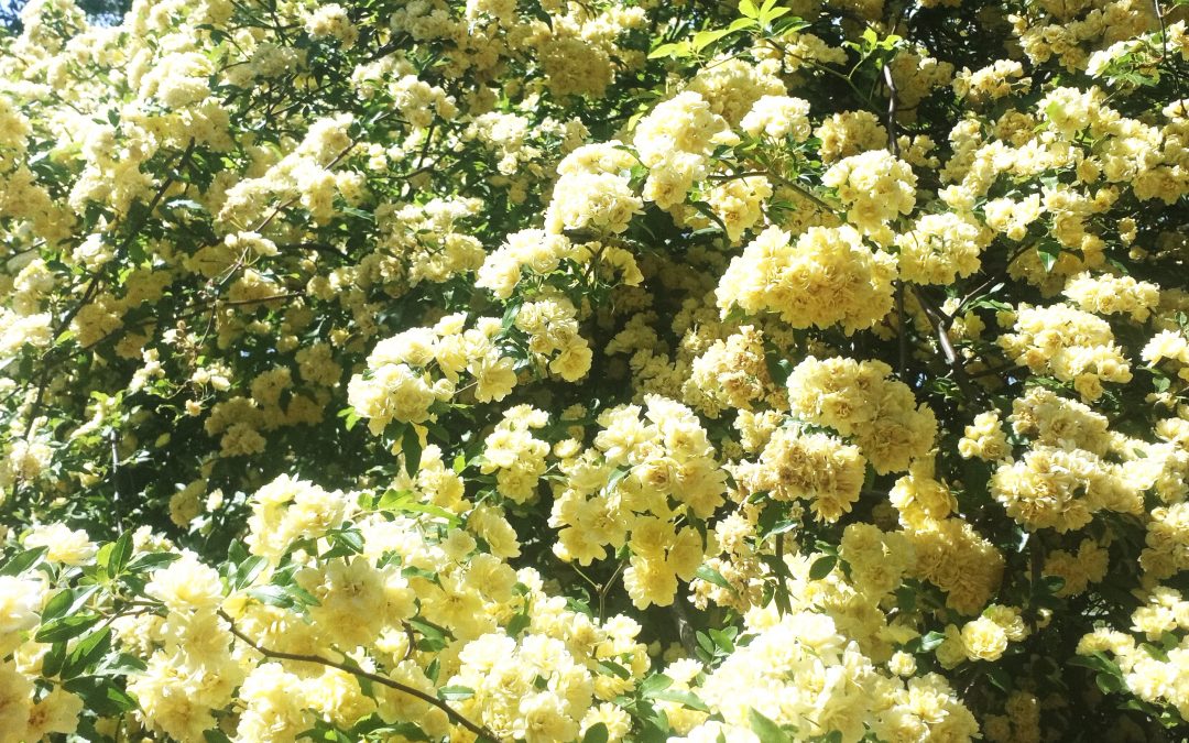 Rosier de Banks &lsquo;Lutea&rsquo;