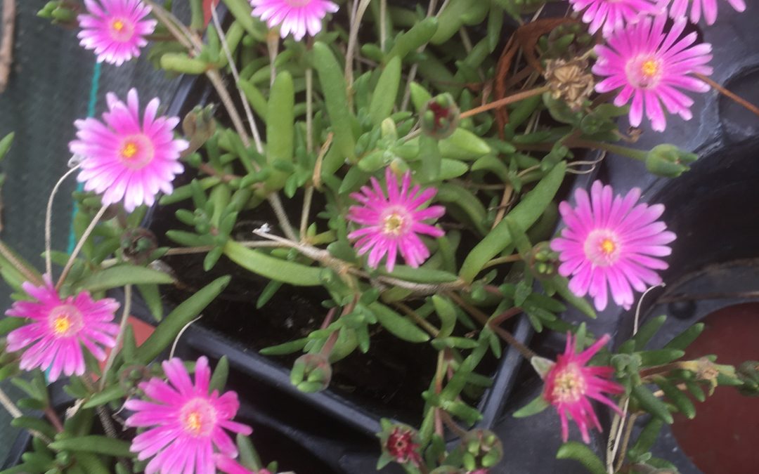 Delosperma sutherlandii