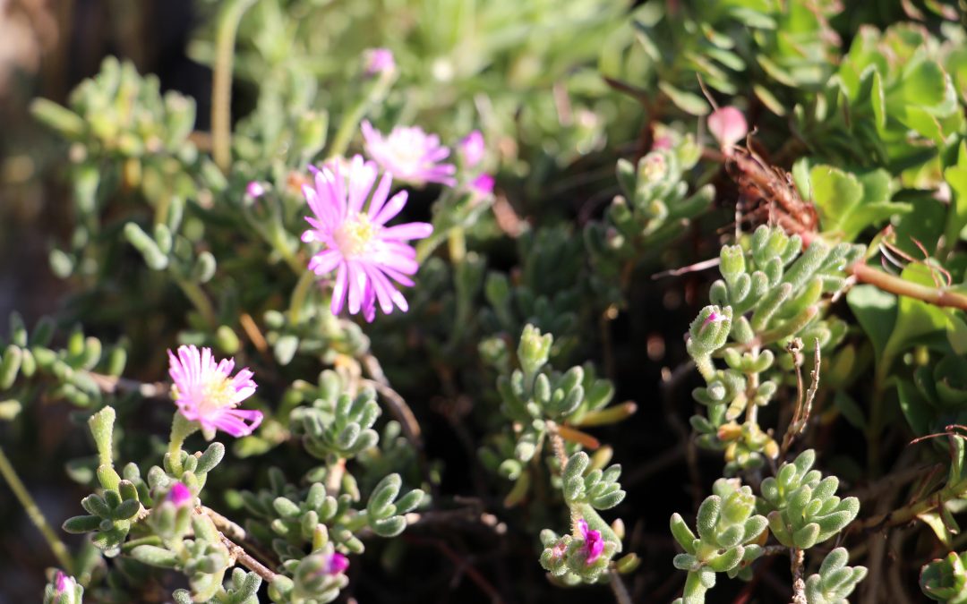 Drosanthemum hispidum