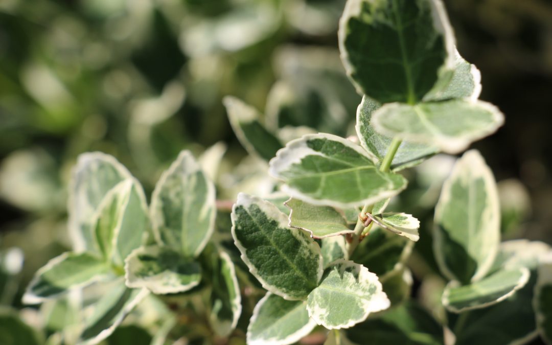 Fusain de fortune (Euonimus fortunei) Emerald Gold
