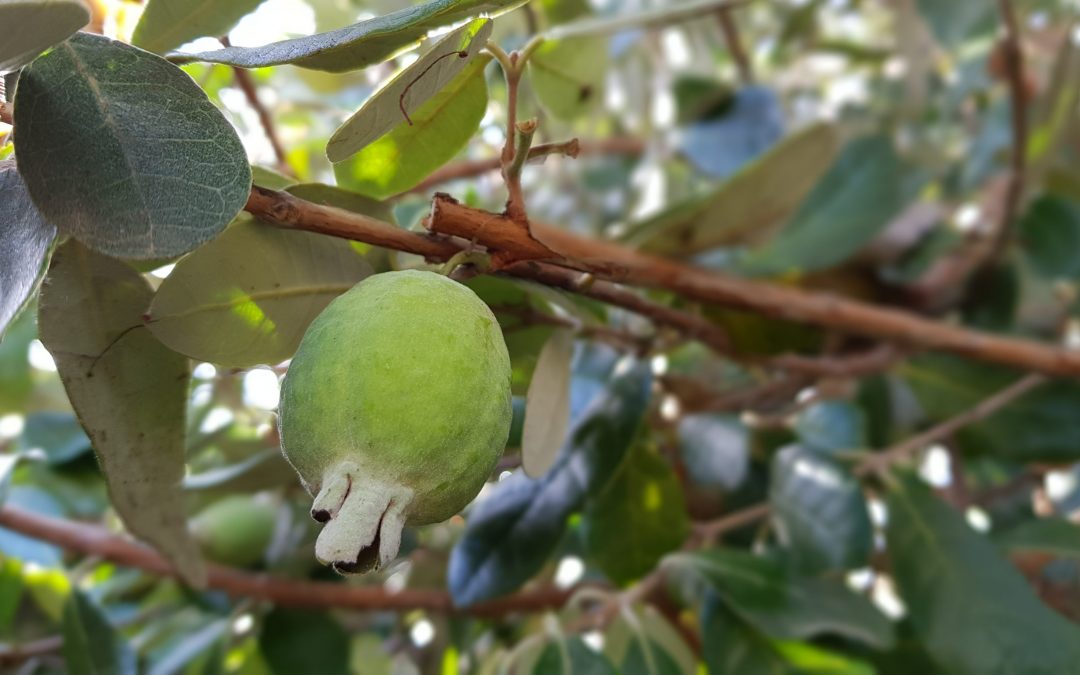 Feijoas