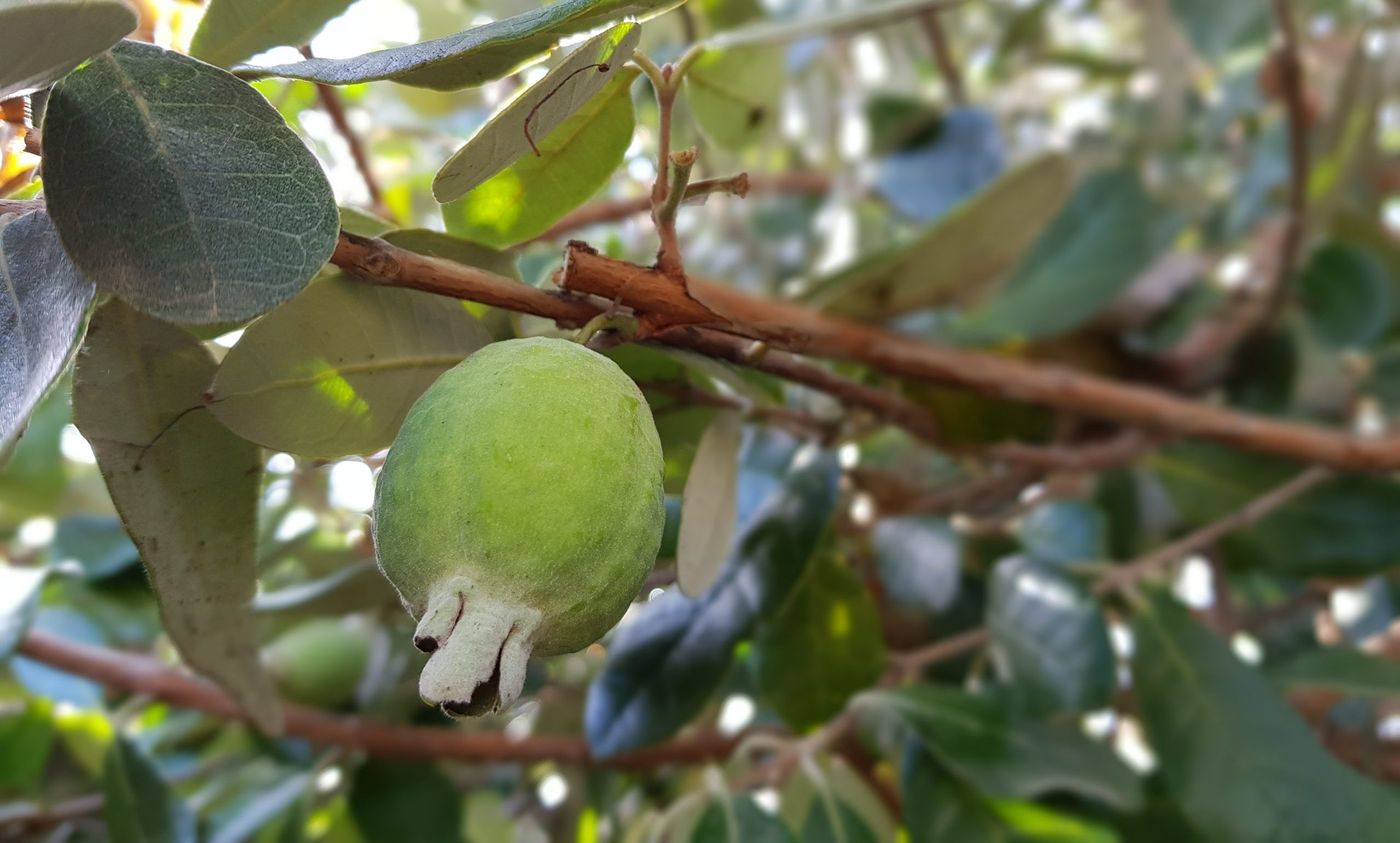 feijoa coolidge.jf