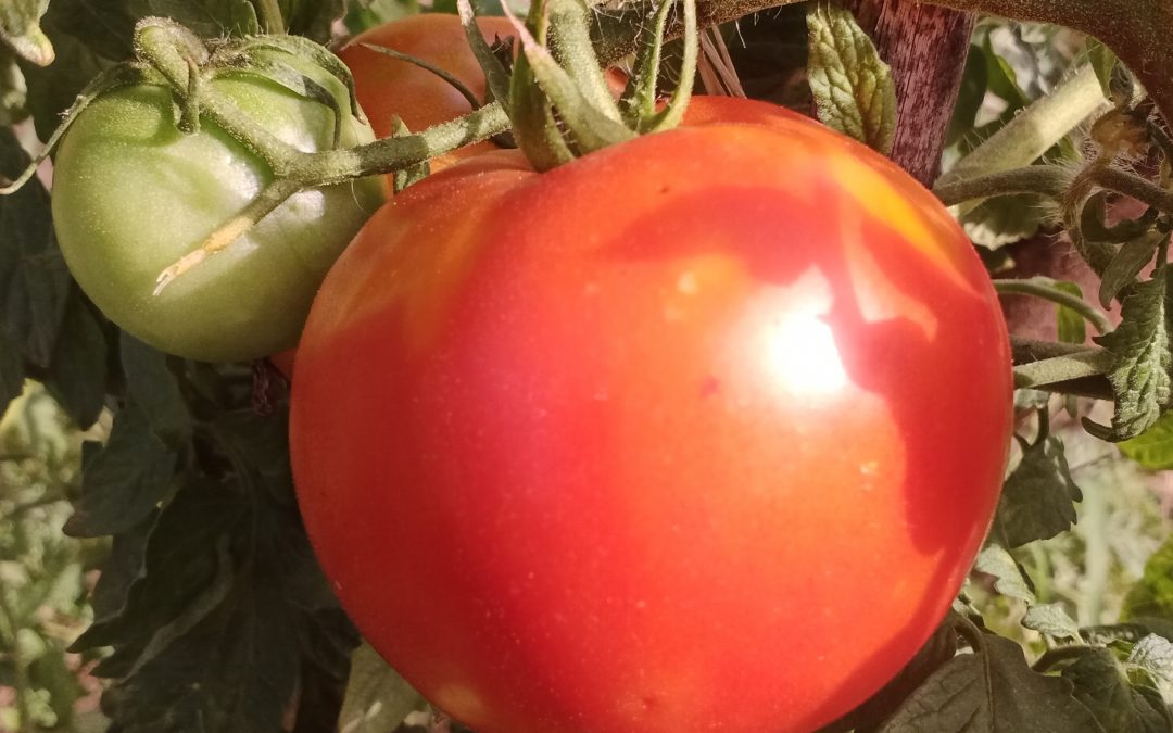 Merveille des marchés