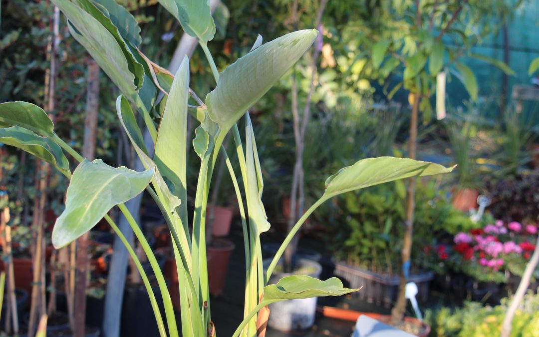Oiseau de Paradis (strelitzia reginae)