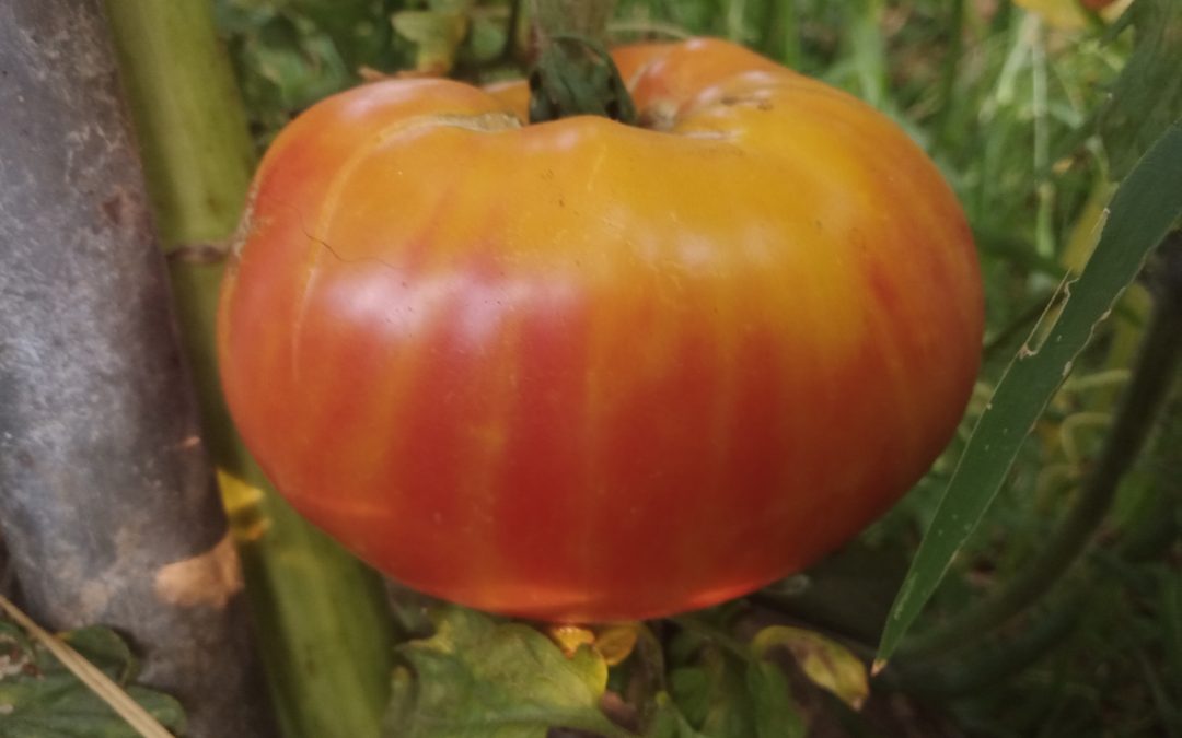 Cœur de bœuf Oxheart striped