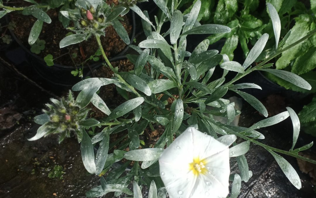 Liseron cneorum (convolvulus cneorum)